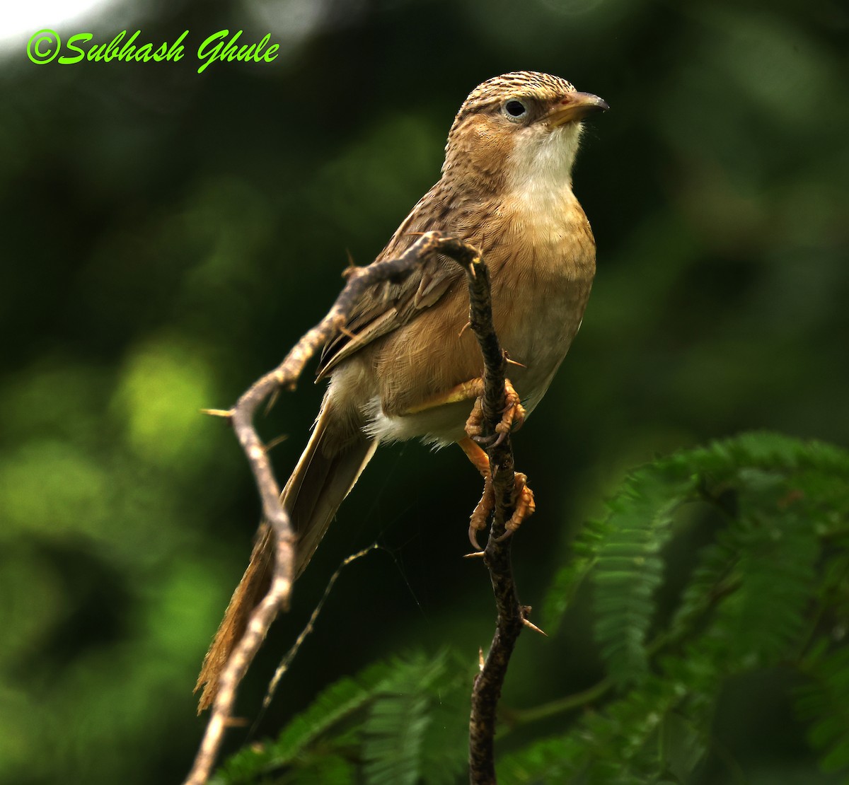 Common Babbler - ML642804903