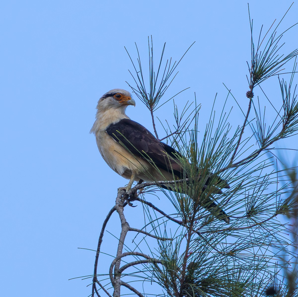 Yellow-headed Caracara - ML642804914