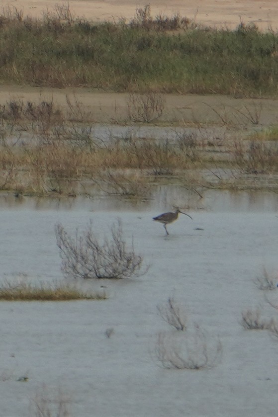 Eurasian Curlew - ML642804918
