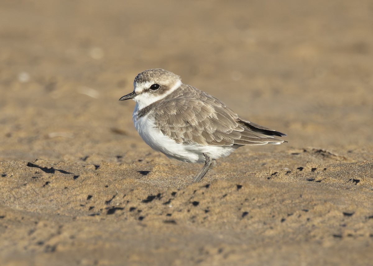 Kentish Plover - Toby Carter