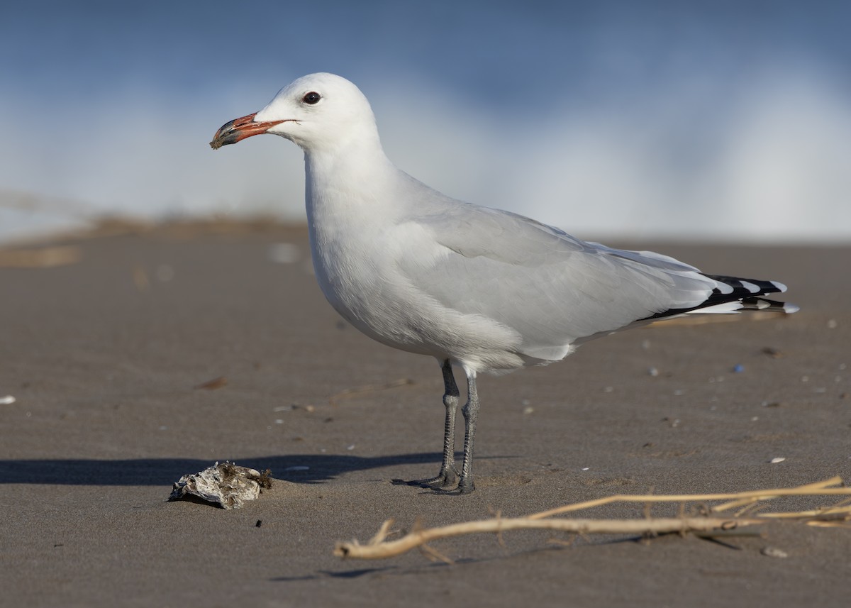 Audouin's Gull - ML642804952