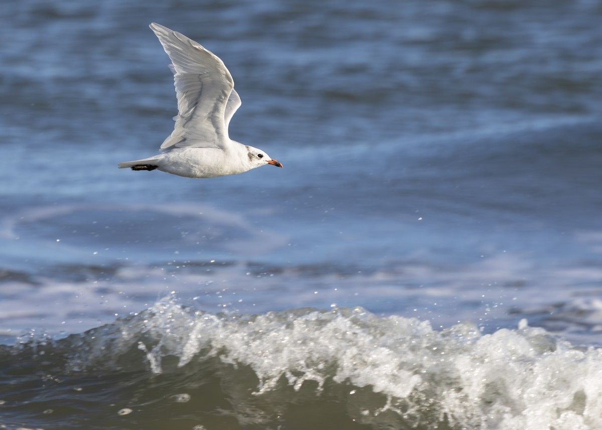 Mediterranean Gull - ML642804958