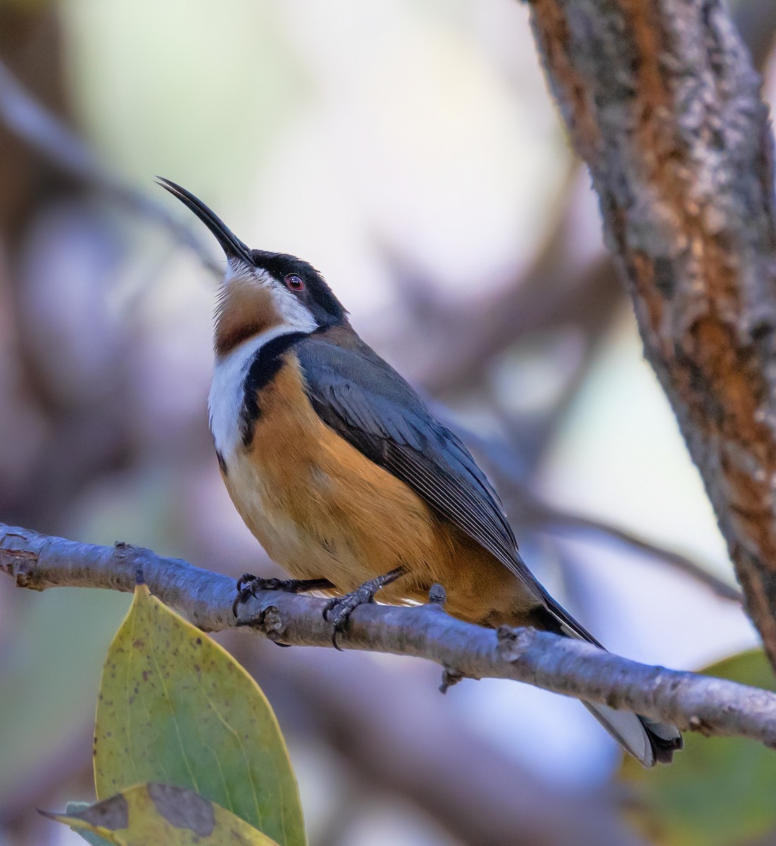 Eastern Spinebill - ML642804964