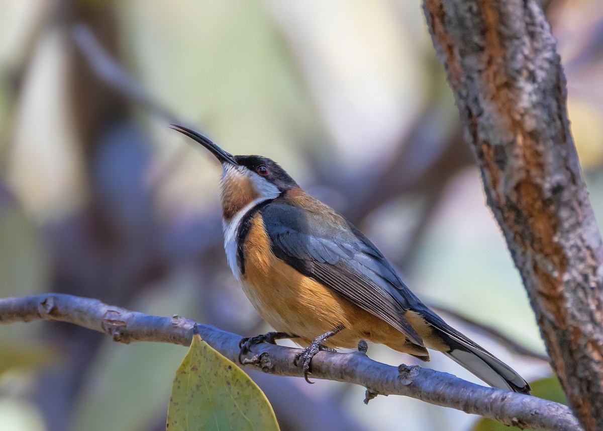 Eastern Spinebill - ML642804965