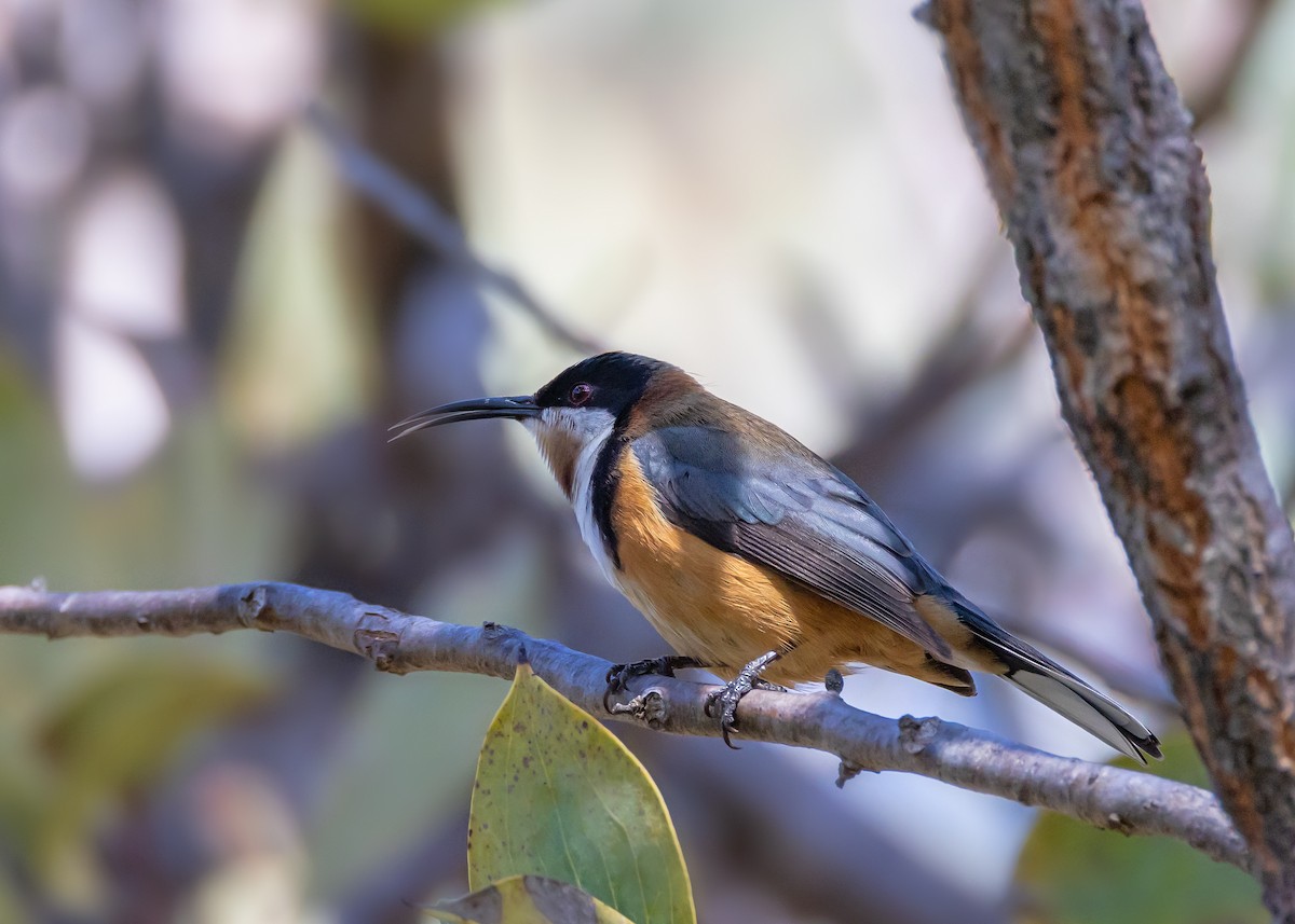 Eastern Spinebill - ML642804966