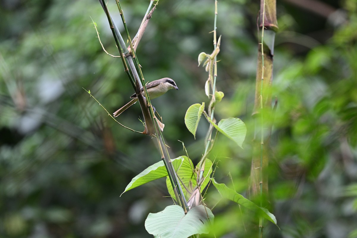 Brown Shrike - ML642804978