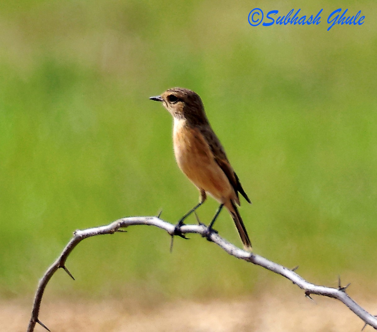 Siberian Stonechat - ML642804985