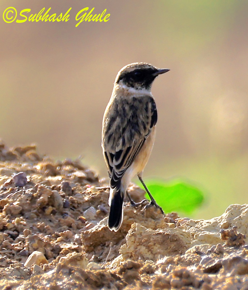 Siberian Stonechat - ML642804986