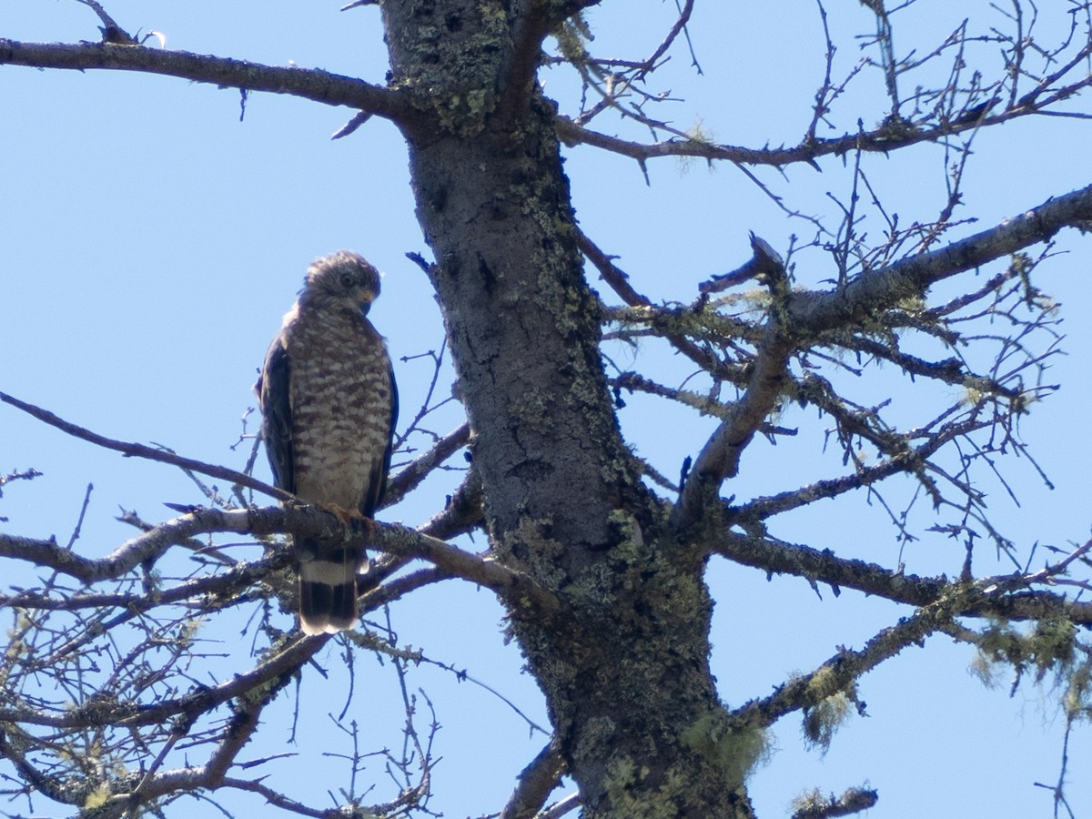 Broad-winged Hawk - ML642804997