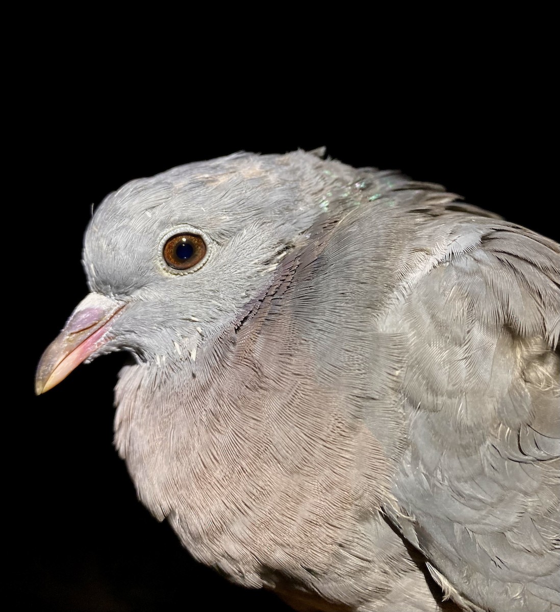 Stock Dove - ML642805016