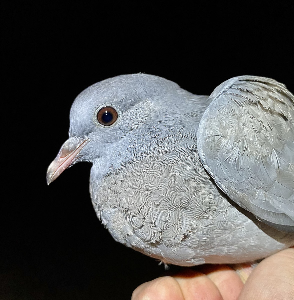 Stock Dove - ML642805017