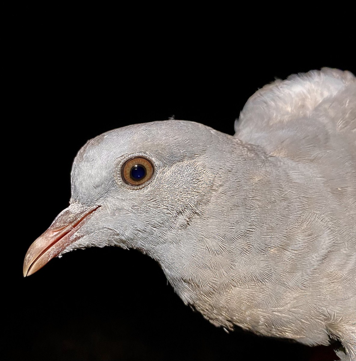 Stock Dove - ML642805018