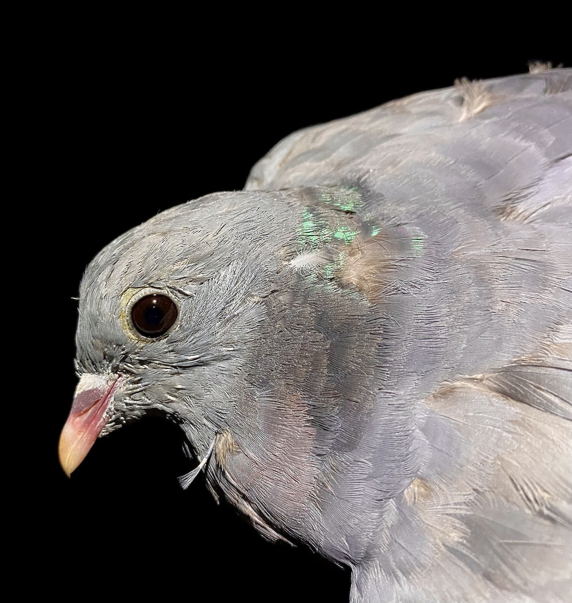 Stock Dove - ML642805019