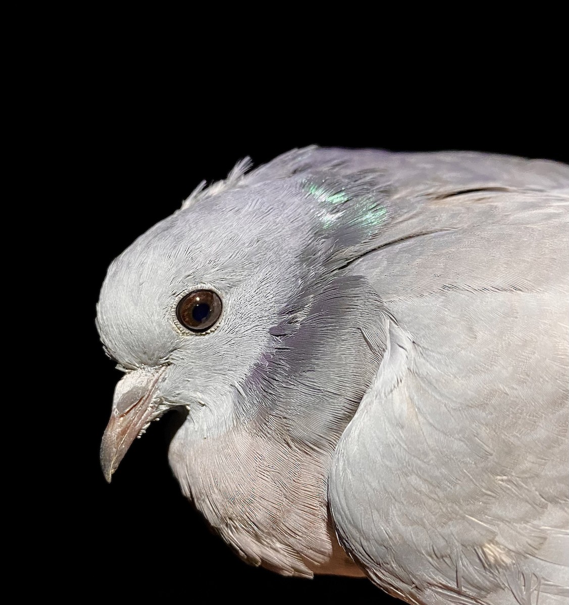 Stock Dove - ML642805020