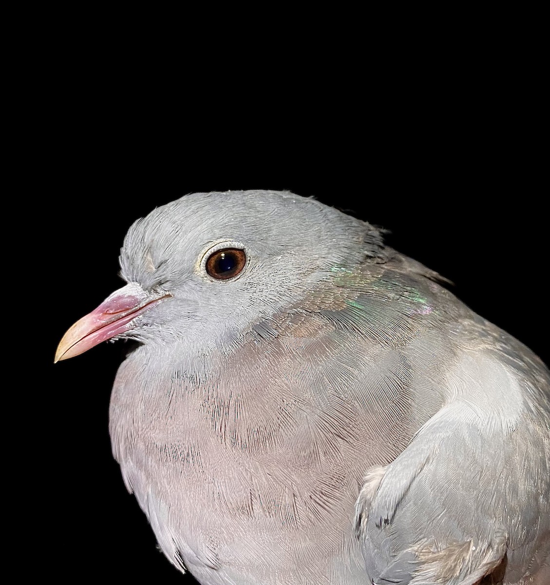 Stock Dove - ML642805021