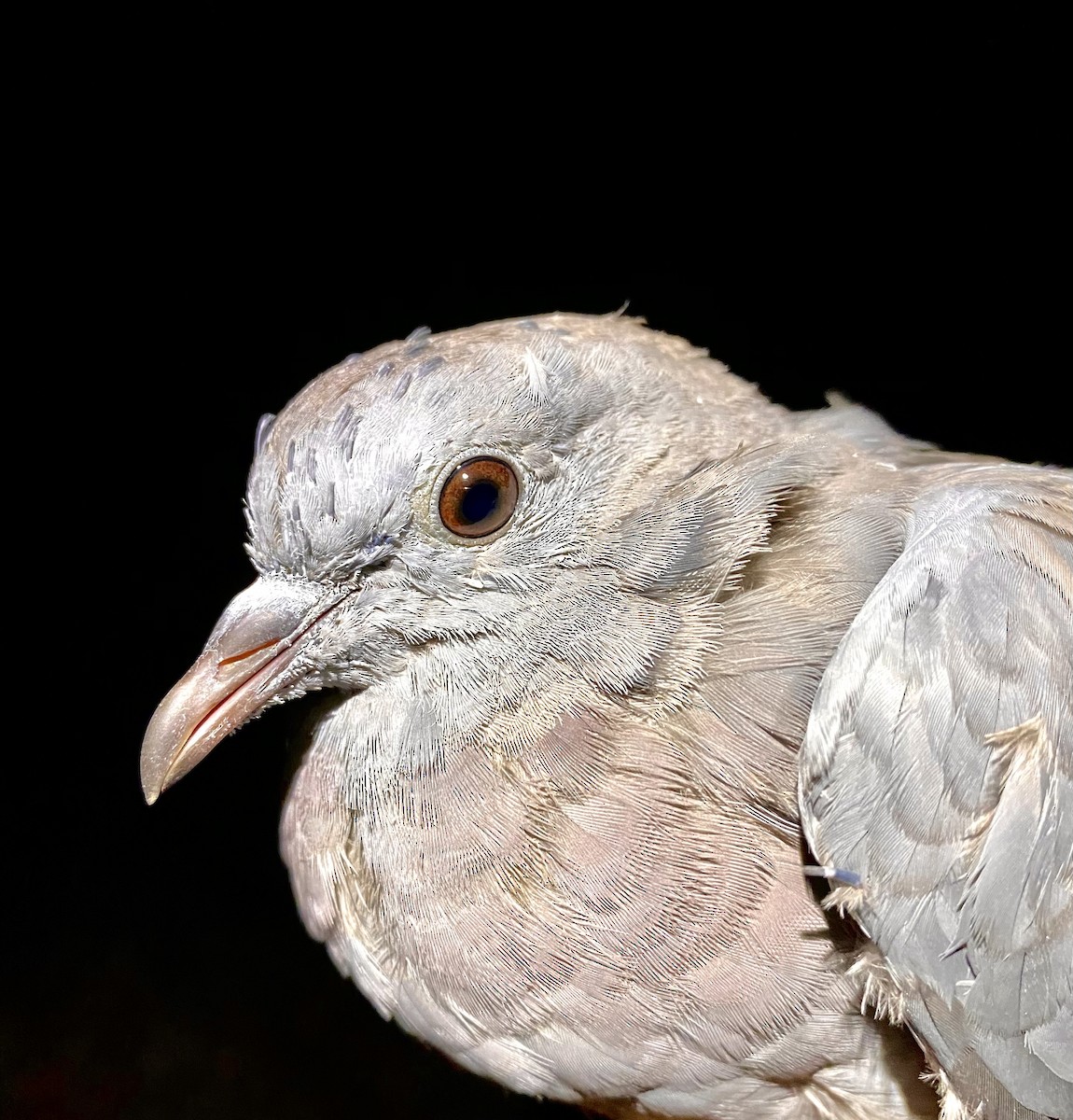 Stock Dove - ML642805022