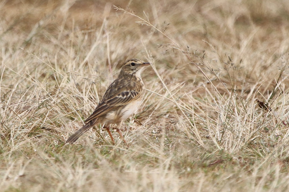 Australian Pipit - ML642805056