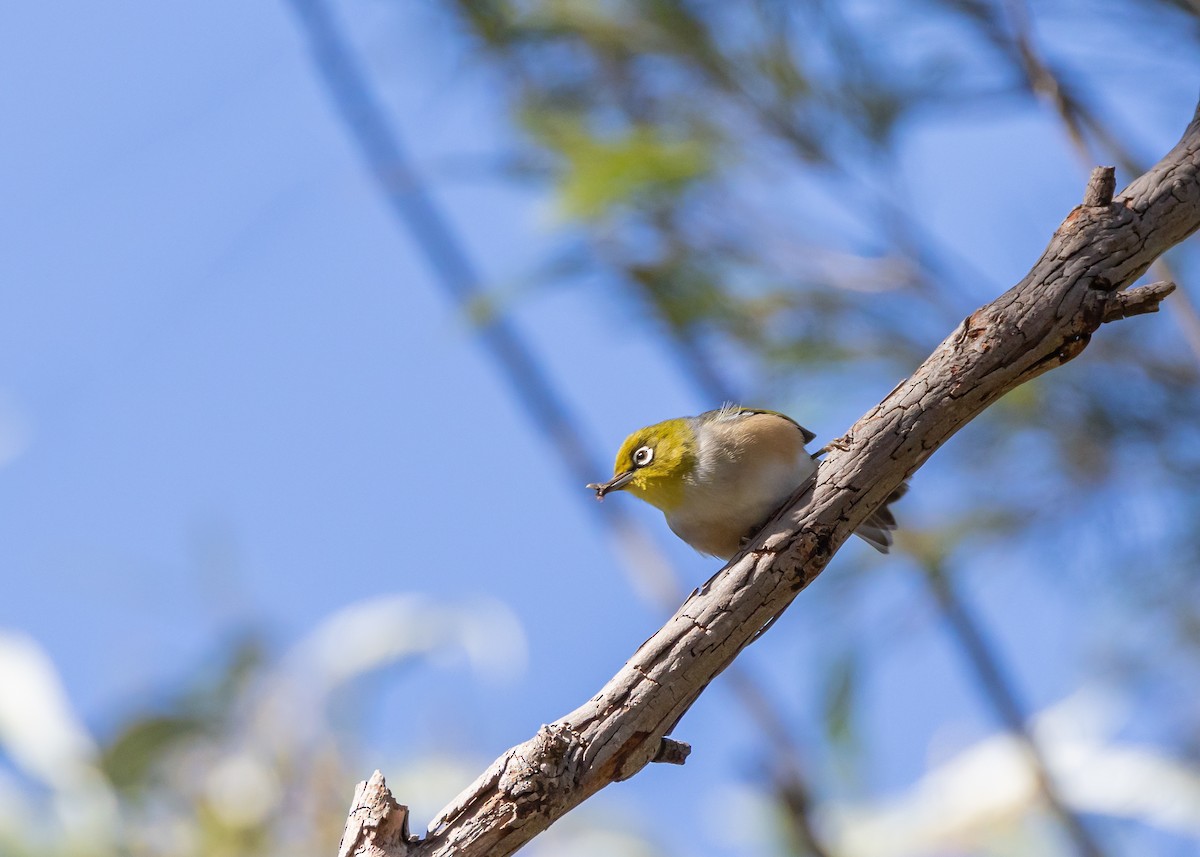 Silvereye - ML642805073