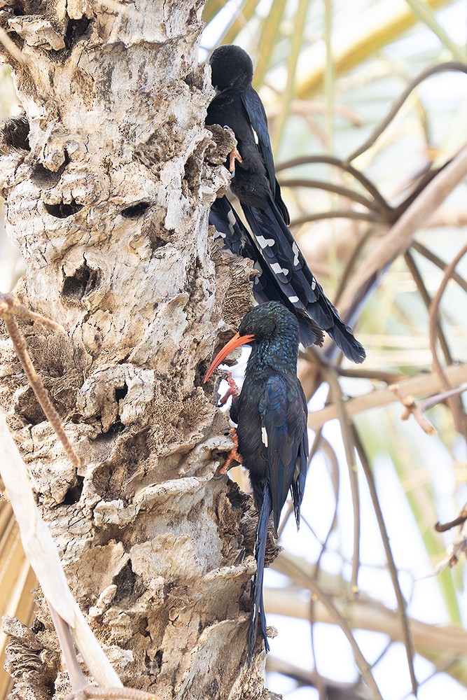 Violet Woodhoopoe - ML642805093