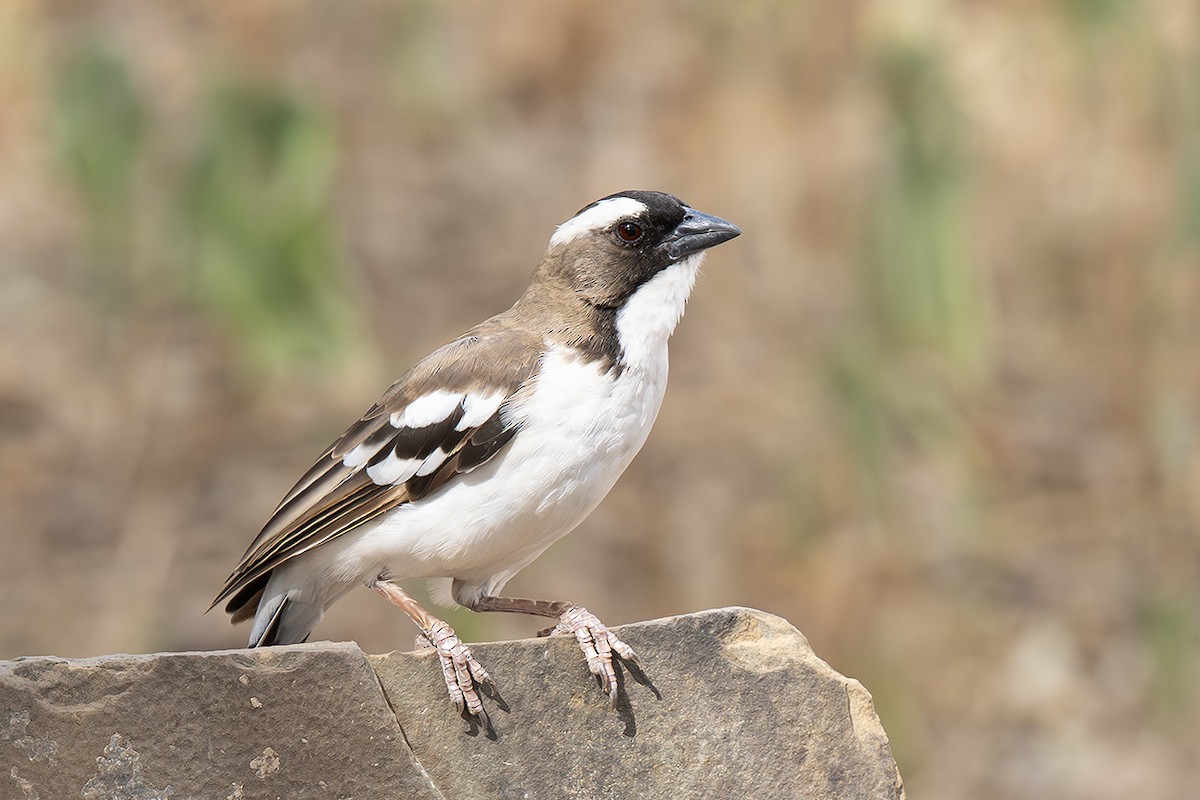 White-browed Sparrow-Weaver - ML642805112
