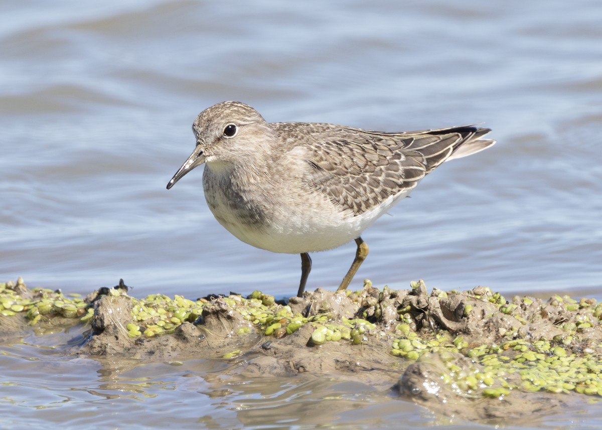 temmincksnipe - ML642805115