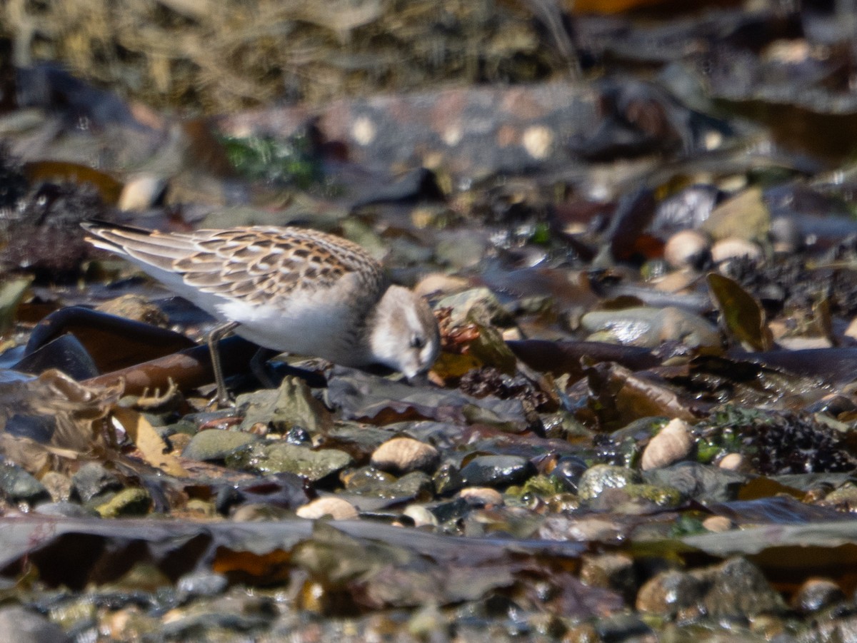 Semipalmated Sandpiper - ML642805120