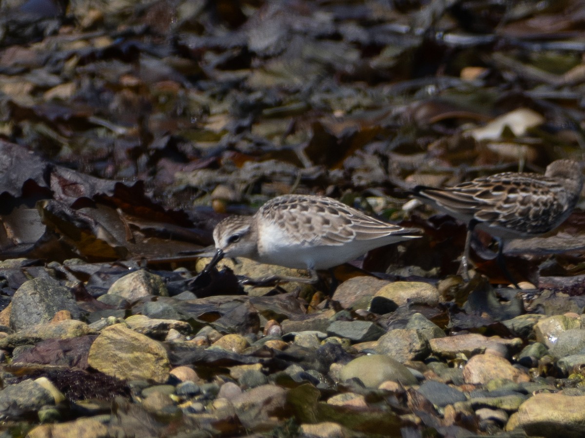 Semipalmated Sandpiper - ML642805124