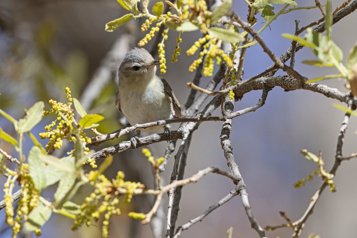 Warbling Vireo - ML642805136