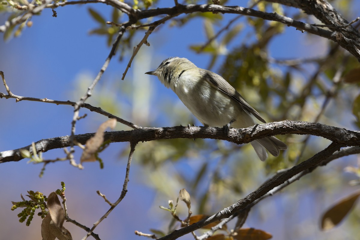 Warbling Vireo - ML642805137
