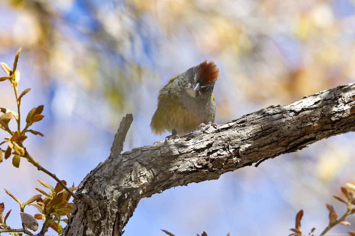 Green-tailed Towhee - ML642805142
