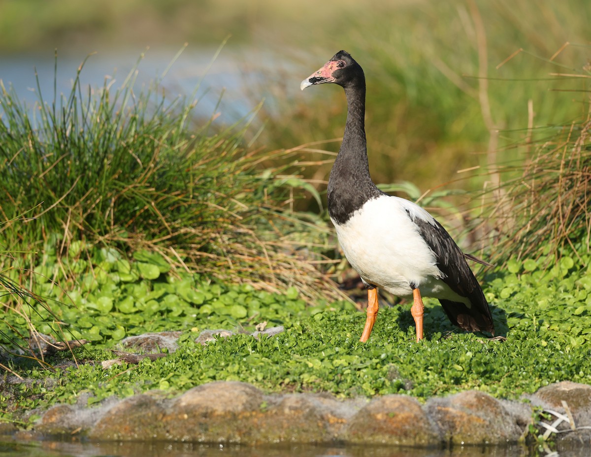 Magpie Goose - ML642805147