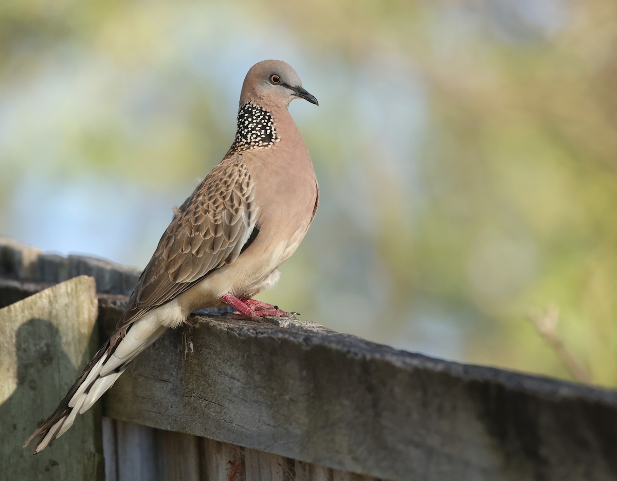 Spotted Dove - ML642805150
