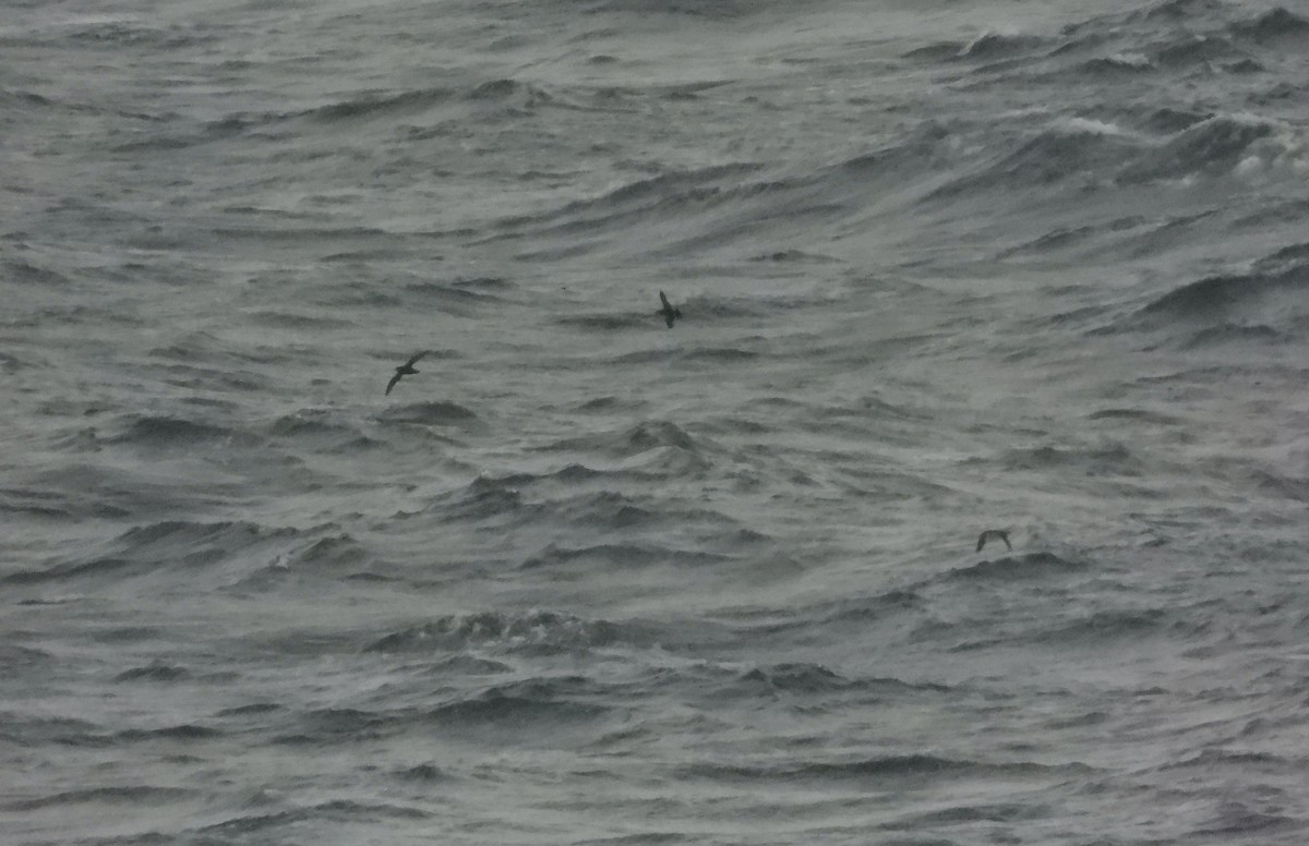 Atlantiksturmtaucher - ML642805167