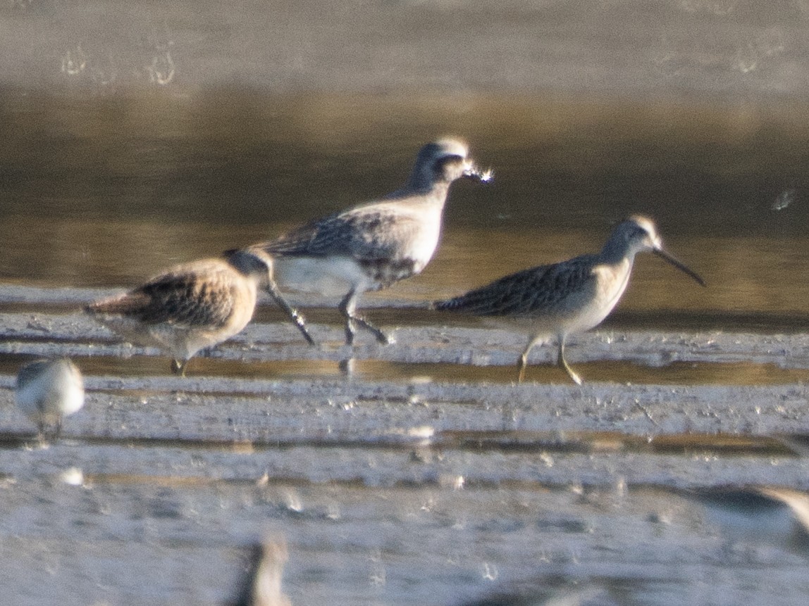 Short-billed Dowitcher - ML642805175