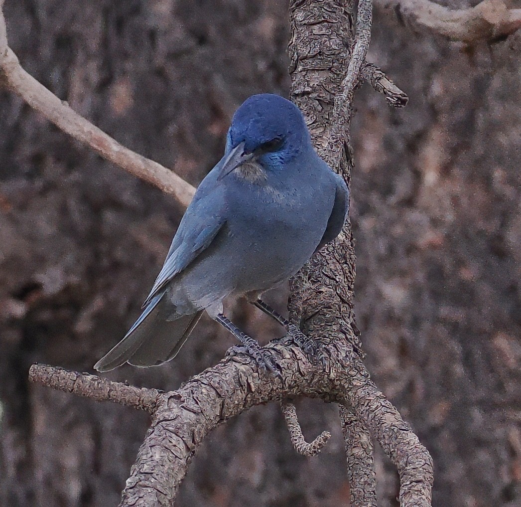 Pinyon Jay - ML642805178