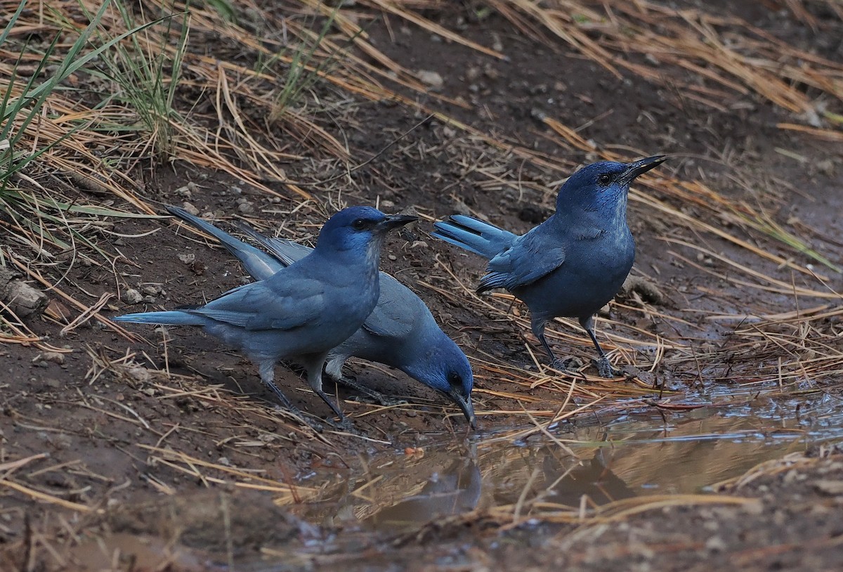 Pinyon Jay - ML642805179
