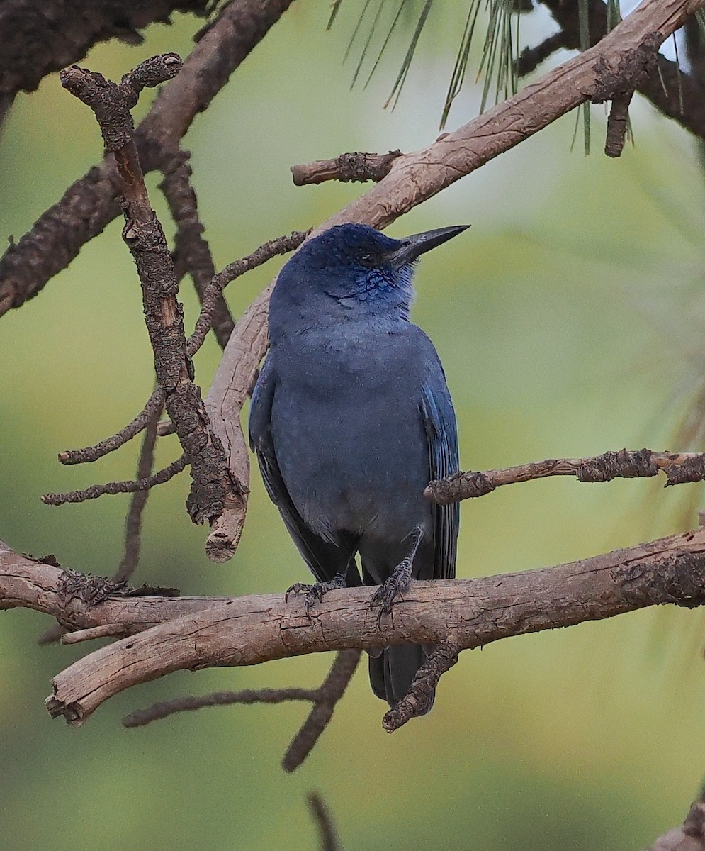 Pinyon Jay - ML642805180