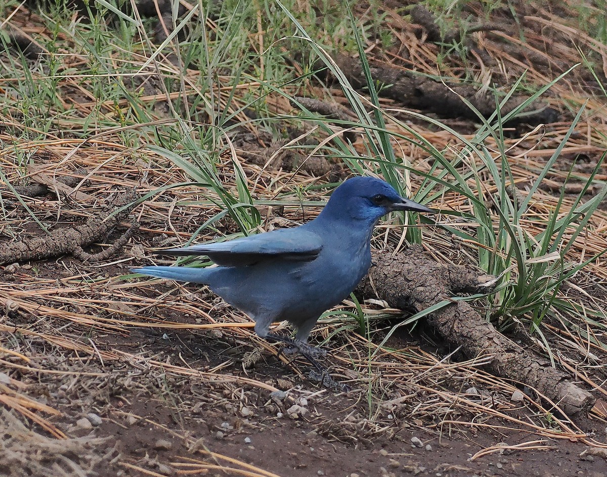 Pinyon Jay - ML642805181