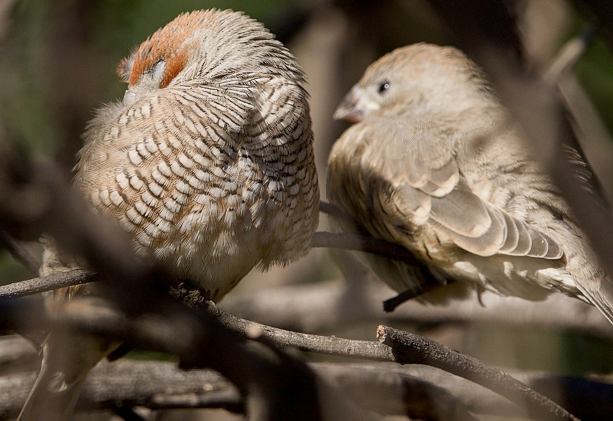 Red-headed Finch - ML642805182