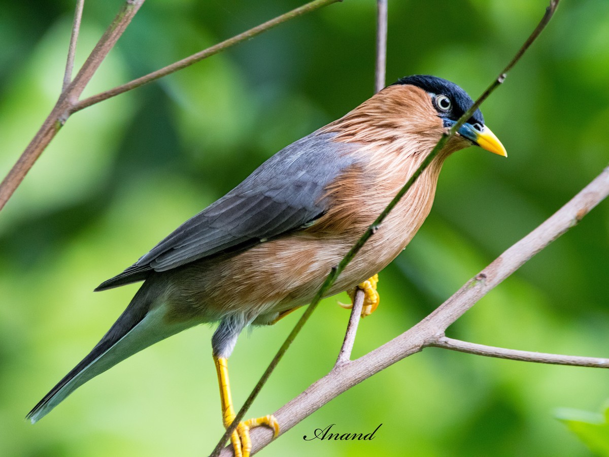 Brahminy Starling - ML642805185