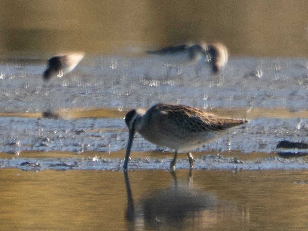 Short-billed Dowitcher - ML642805188