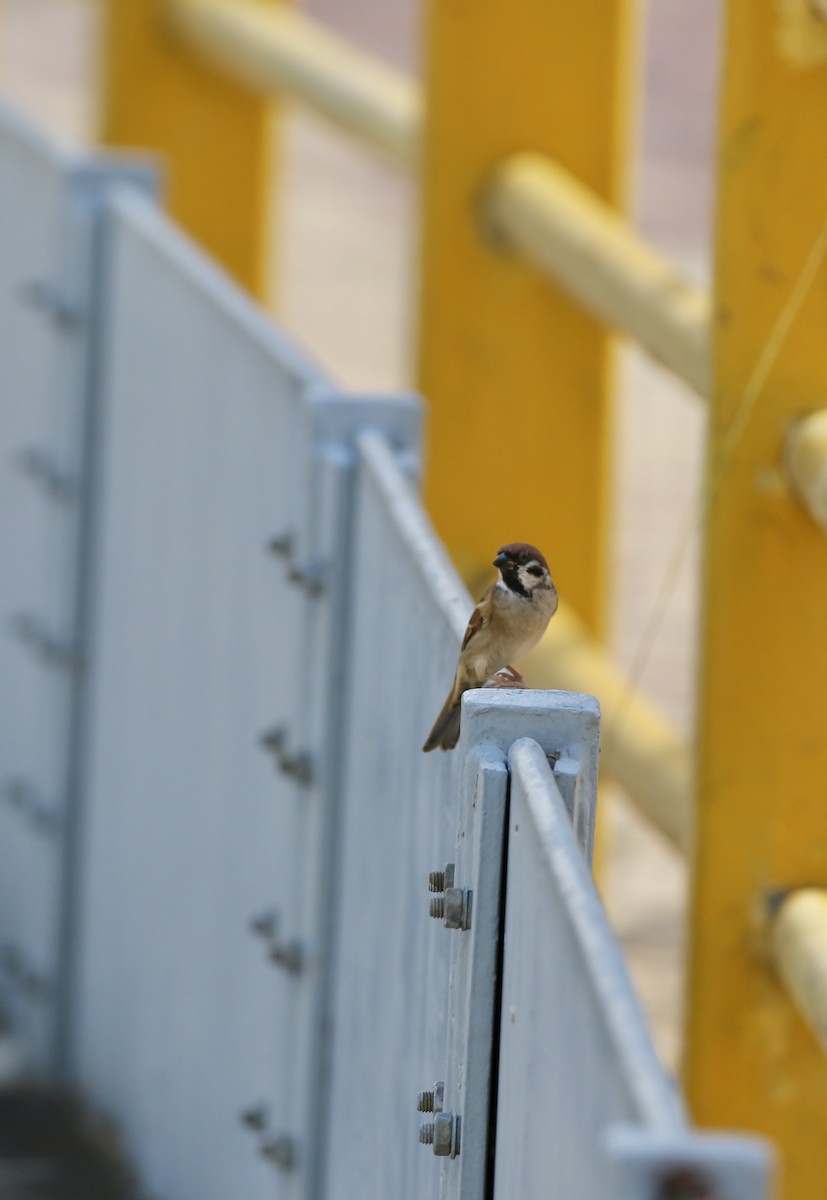 Eurasian Tree Sparrow - ML642805189