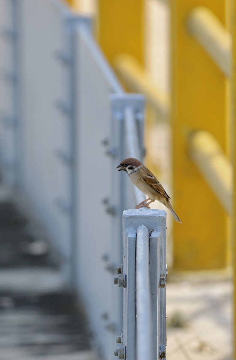 Eurasian Tree Sparrow - ML642805190