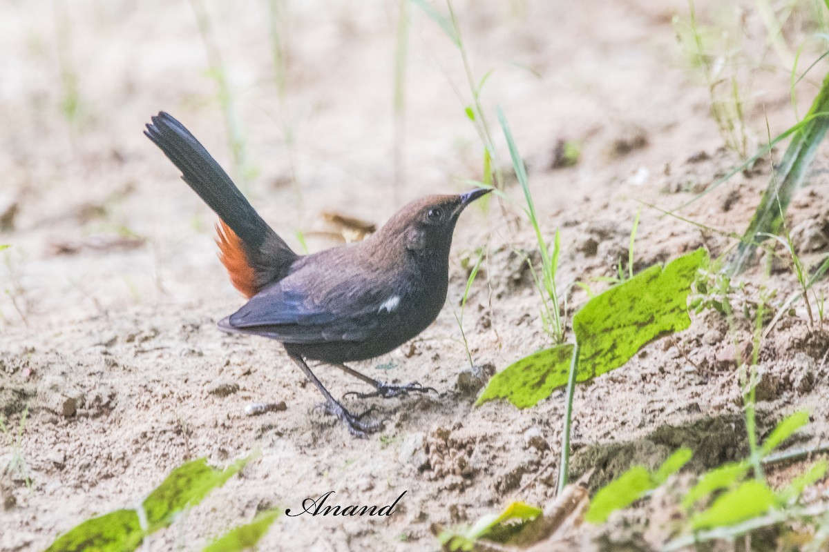 Indian Robin - ML642805191