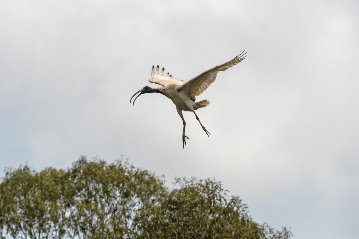 Australian Ibis - ML642805198
