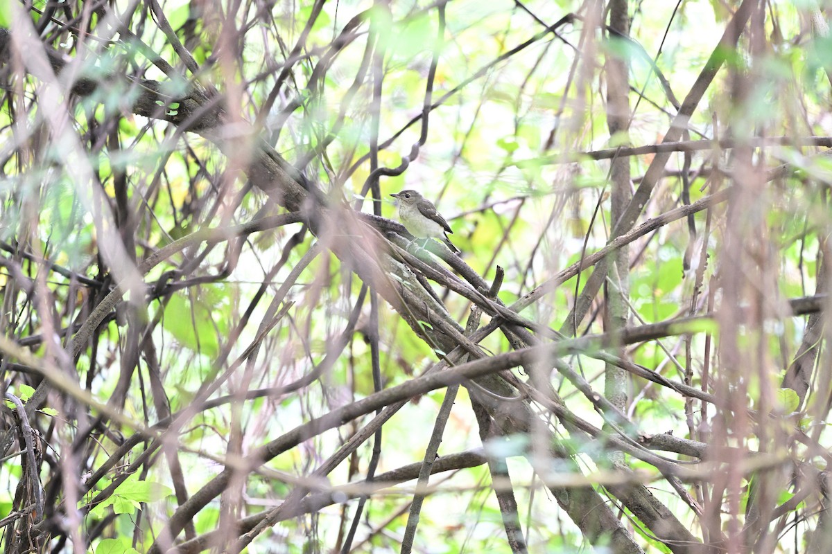 Yellow-rumped Flycatcher - ML642805200