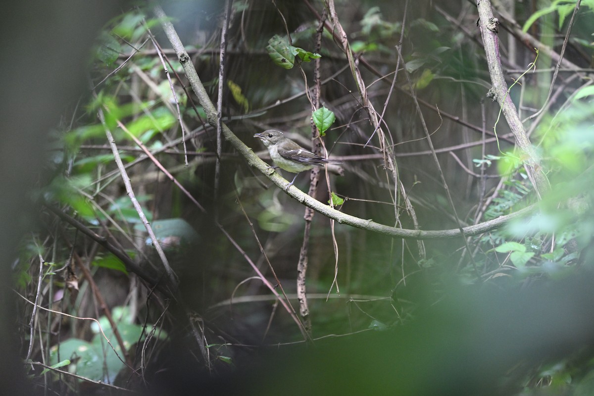 Yellow-rumped Flycatcher - ML642805201