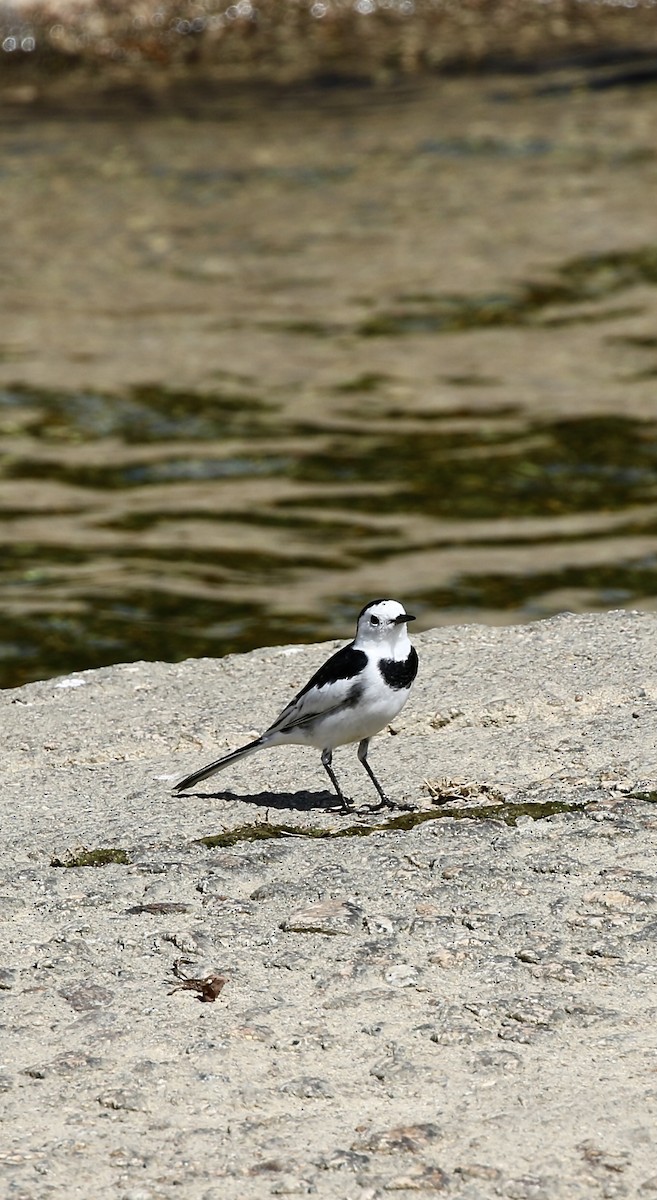 White Wagtail (Chinese) - ML642805202