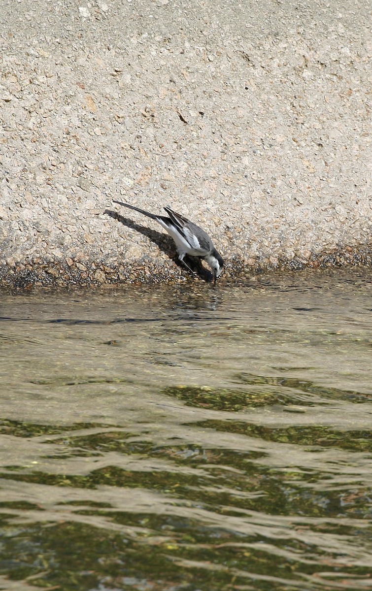 White Wagtail (Chinese) - ML642805203