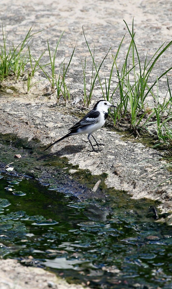 White Wagtail (Chinese) - ML642805204